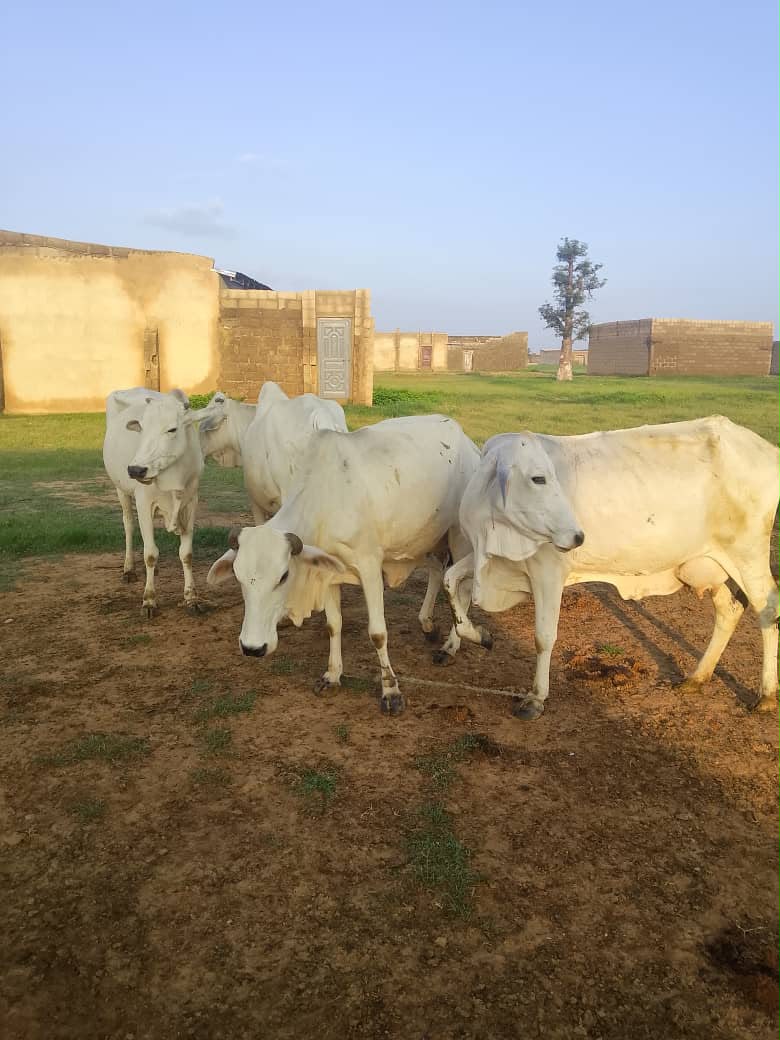 Troops Recover 56 Rustled Livestock After Foiling Terrorists’ Attack in Katsina